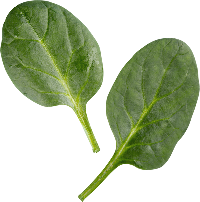 Two Young Spinach Leaves - Isolated